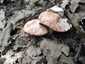 Téglavörös susulyka (Inocybe erubescens), Budai-hegység